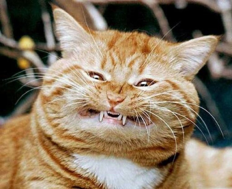 Кота везут к ветеринару