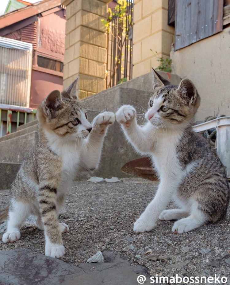 Милая кошка