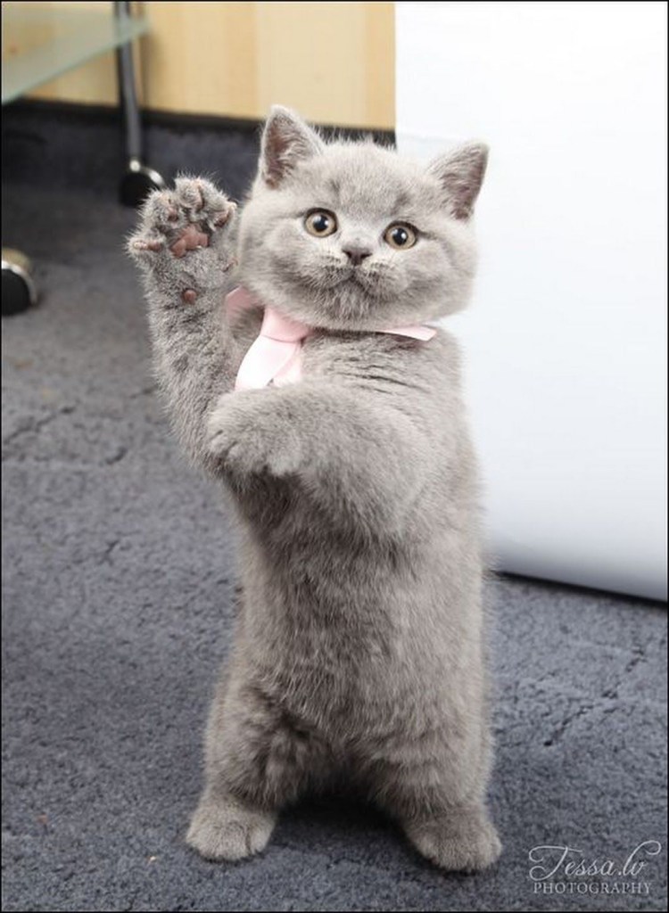 Кошачьи обнимашки