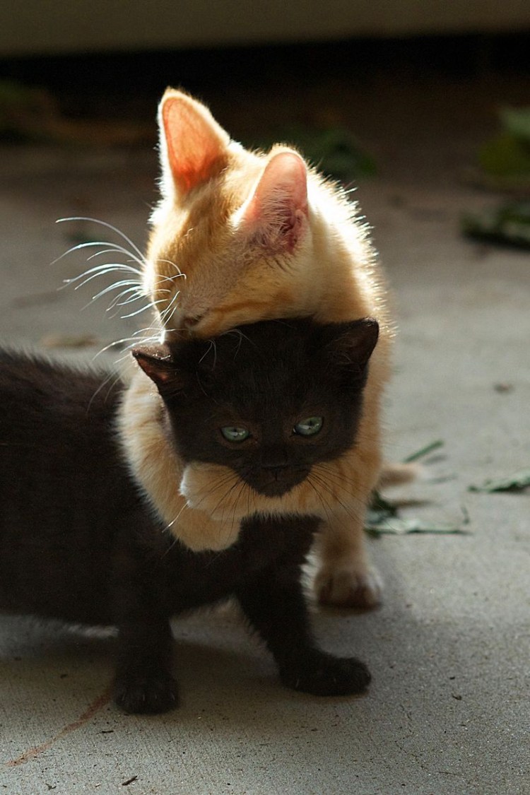 Черный и рыжий котенок