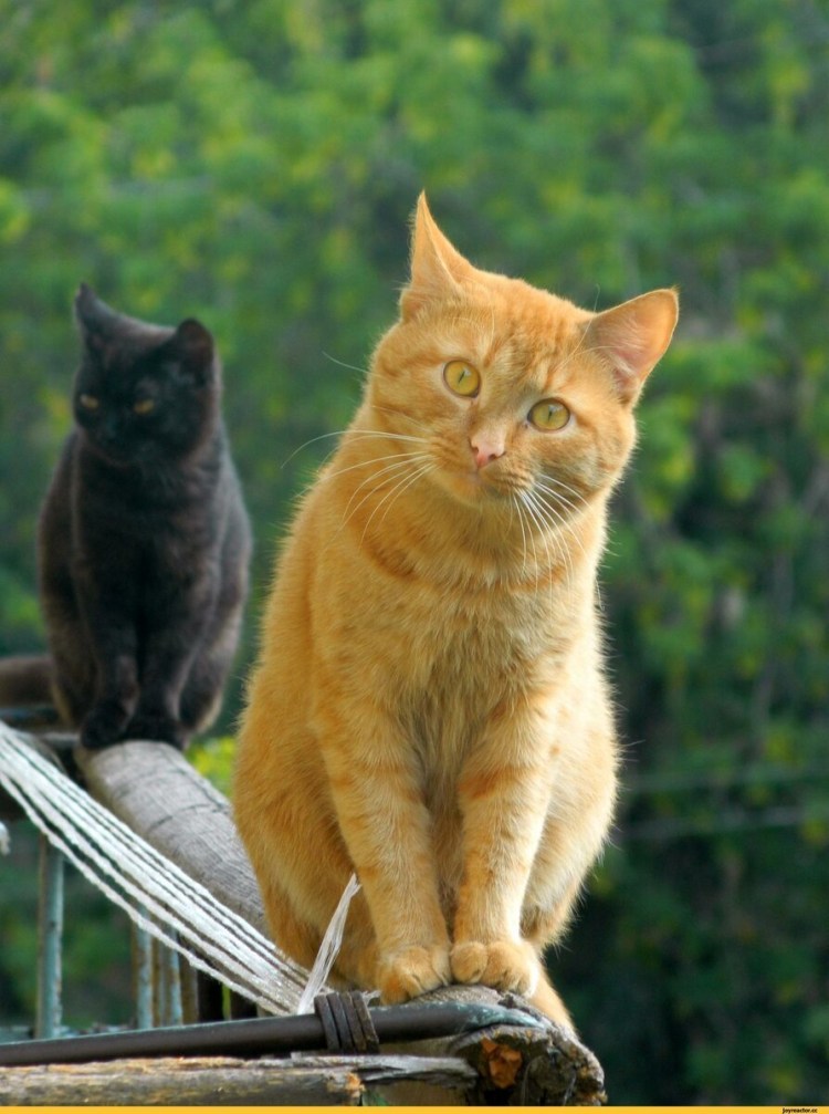 Черный и рыжий котенок обнимаются