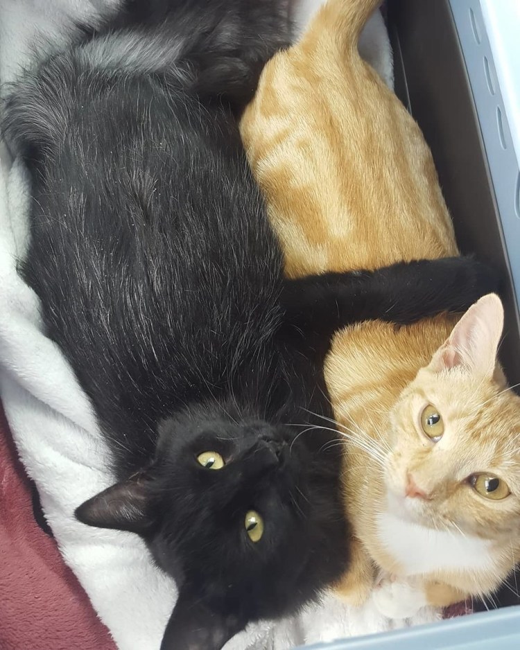 Коты дерутся