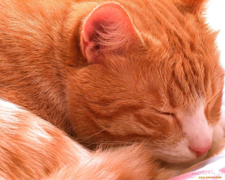 Кошки обнимаются