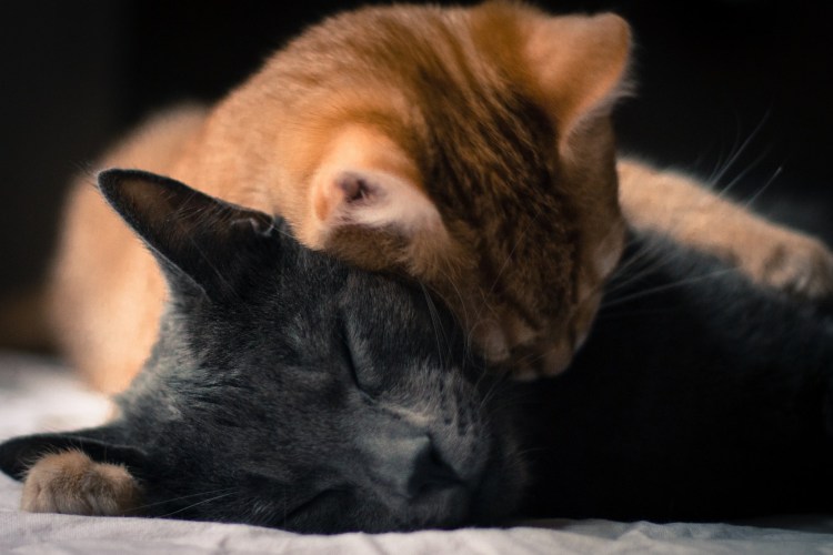 Кошачьи обнимашки