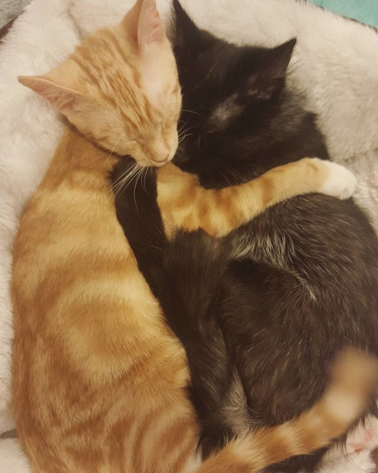 Черный и рыжий коты