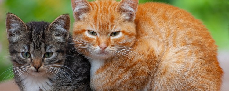 Рыжий и серый кот