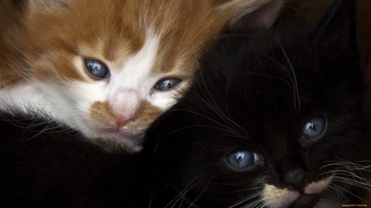 Черный и рыжий котенок