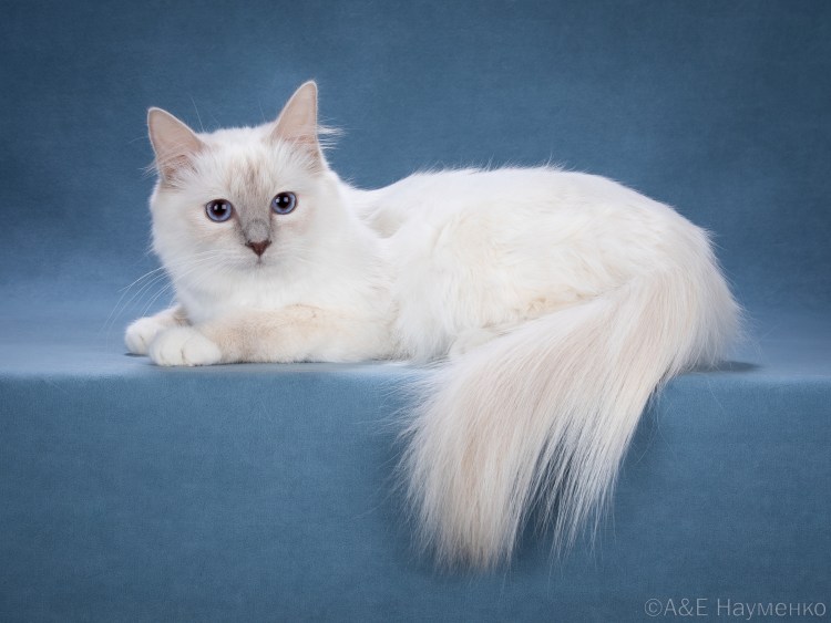 Шотландская колор Пойнт прямоухая