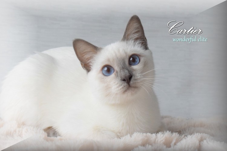 Тайская кошка Лайлак Пойнт