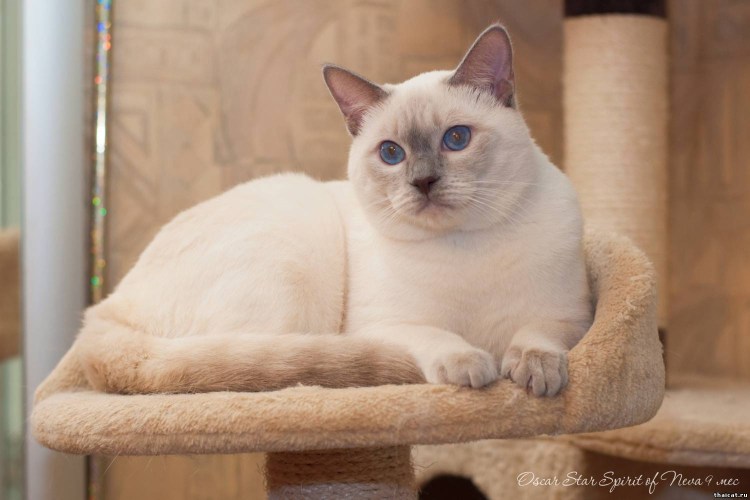 Сиамская кошка Лайлак-Пойнт