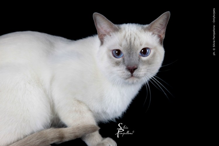 Тайский кот Лилак поинт