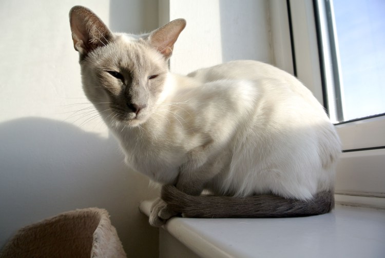 Тайский кот Лилак поинт