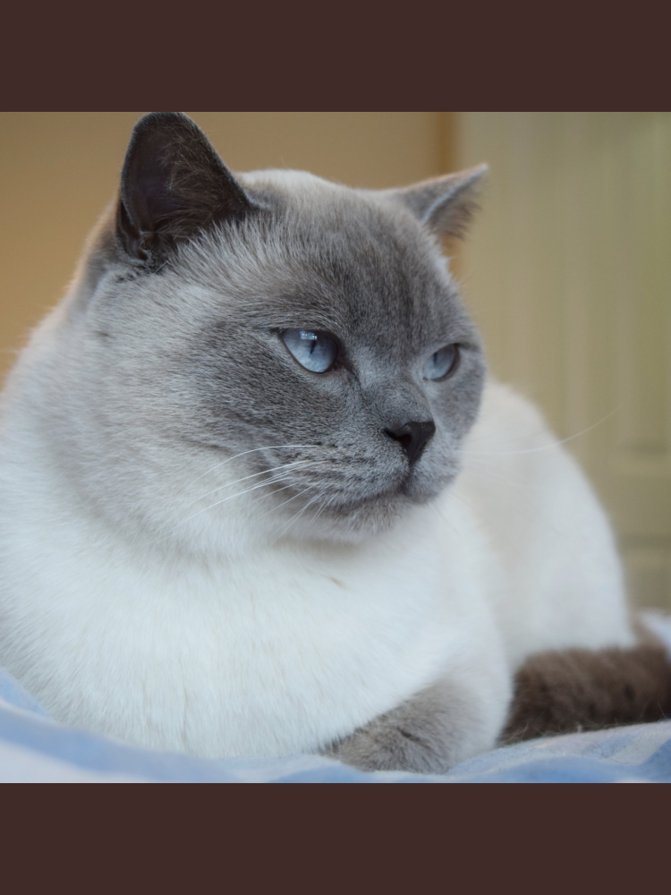 Шотландская вислоухая кошка Лилак поинт