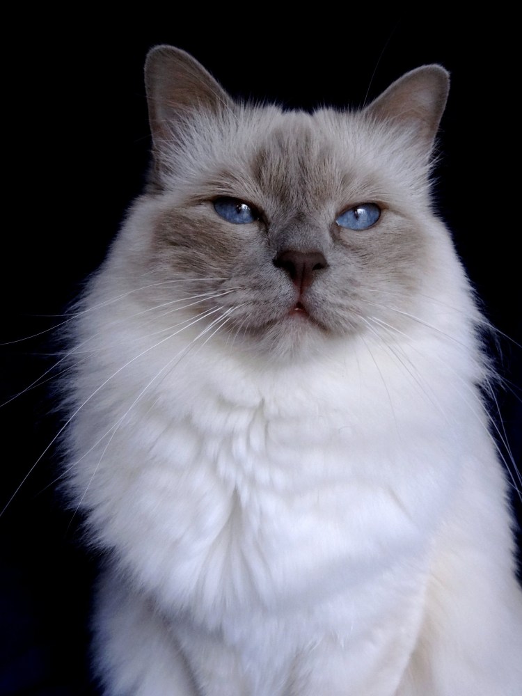 Сиамская кошка Лайлак-Пойнт