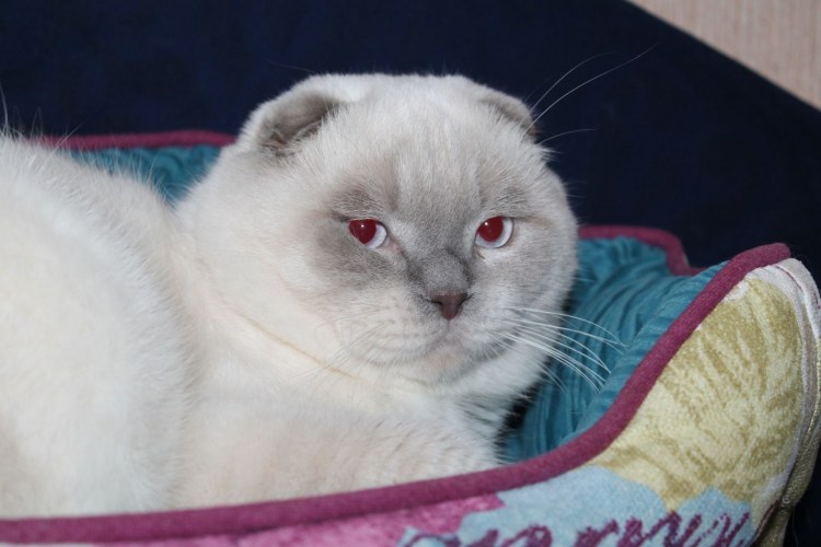 Хайленд страйт Блю Пойнт