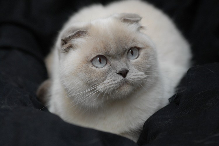 Британец Лонг Хаир калорпоинт