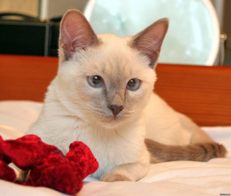 Священная Бирма Лилак Пойнт