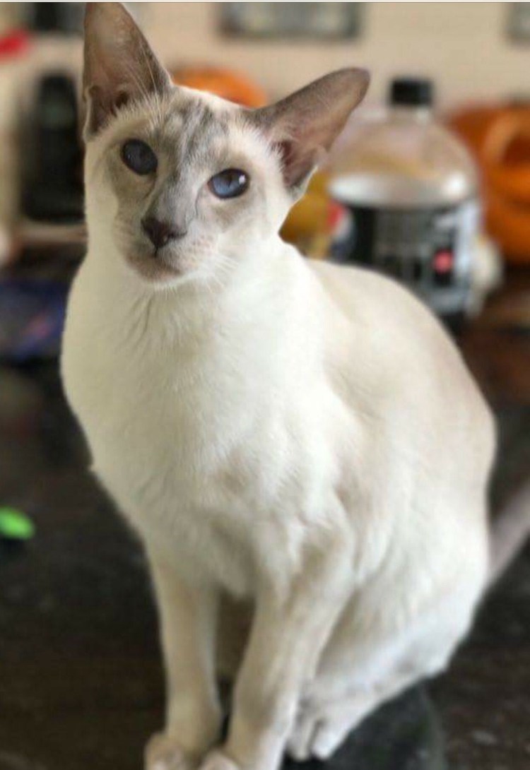 Британец кот колор Пойнт