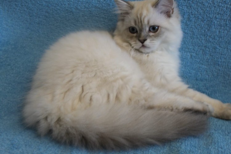 Блю поинт и осень