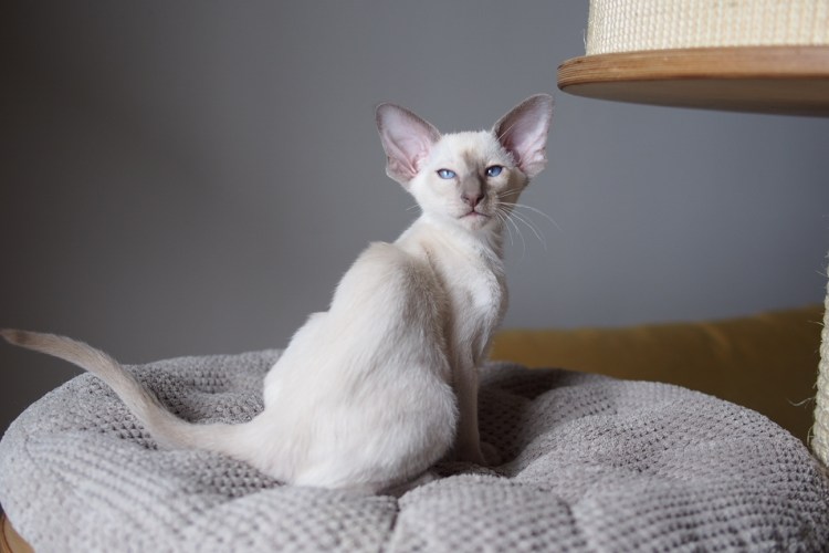 Сиамская кошка Лайлак-Пойнт