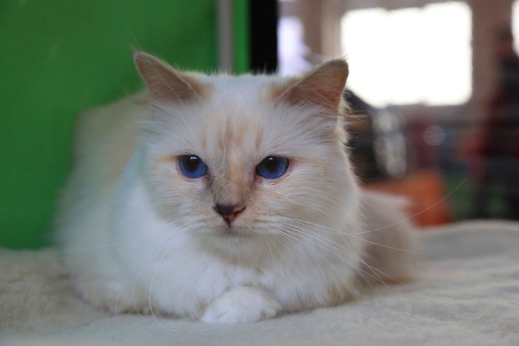 Котенок Линкс Лилак Пойнт