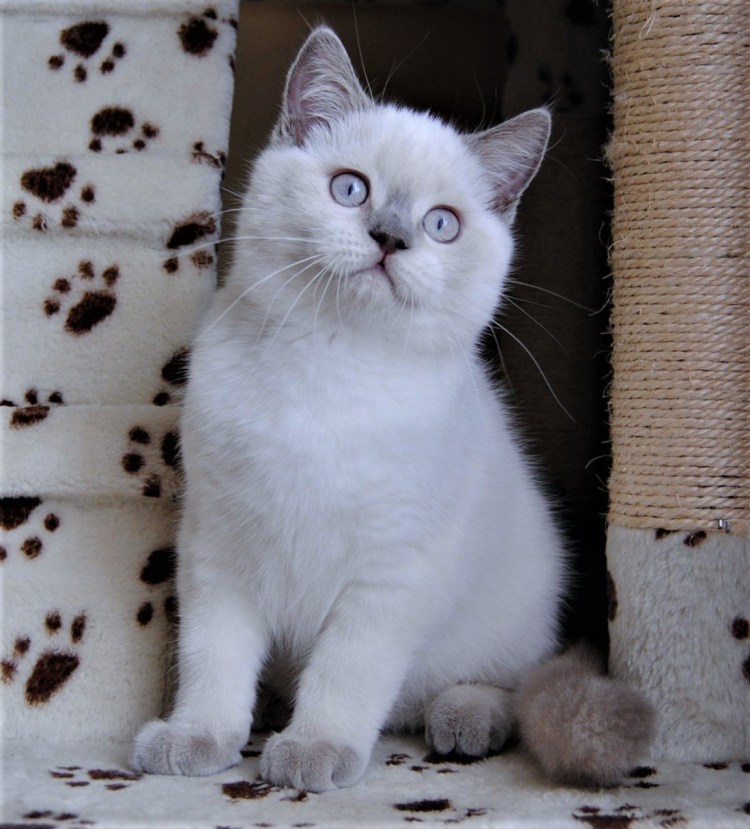 Лилак Пойнт британец