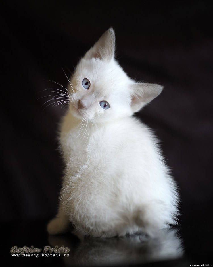 Котик сиамский с сиренью