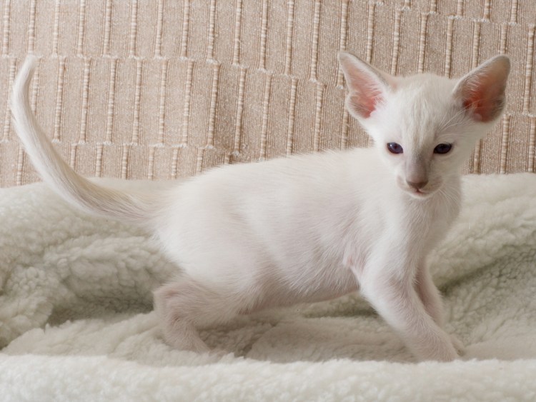 Рагамаффин Лилак поинт