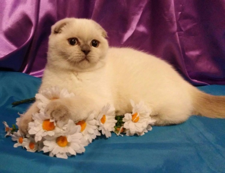 Тайская кошка Лайлак Пойнт