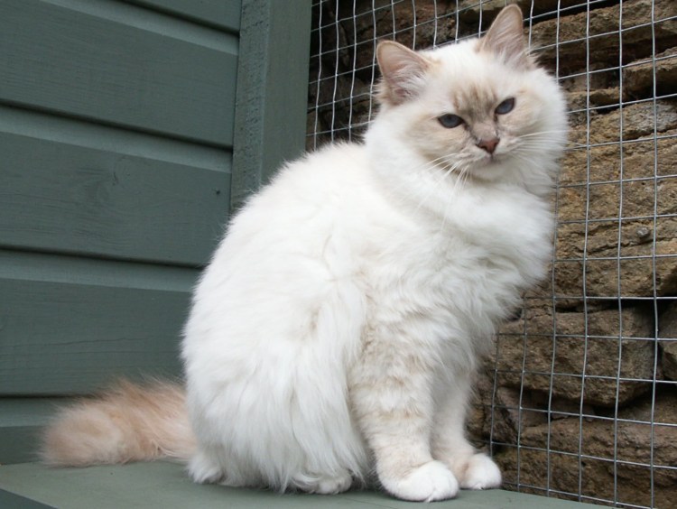 Тайская кошка Лилак Пойнт