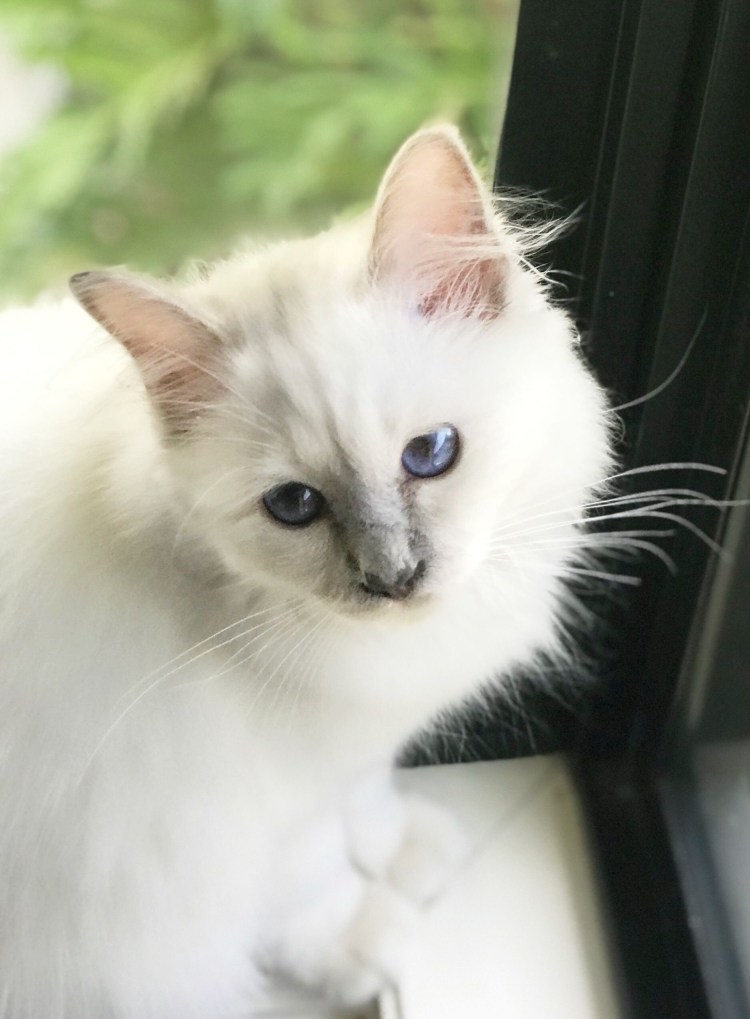 Балинезийская кошка Блю-Пойнт