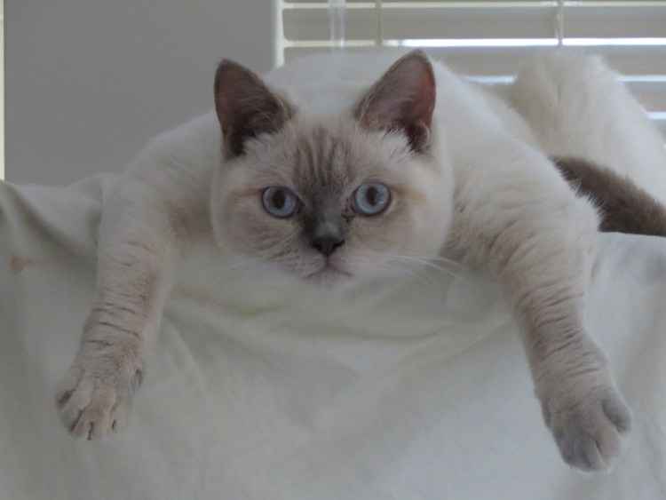 Лайлак Пойнт Рэгдолл