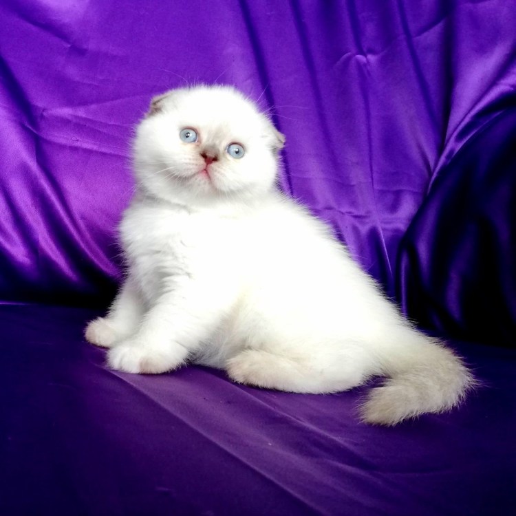 Лилак Пойнт Рэгдолл