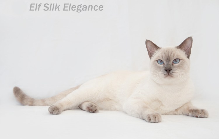 Лайлак Пойнт британец