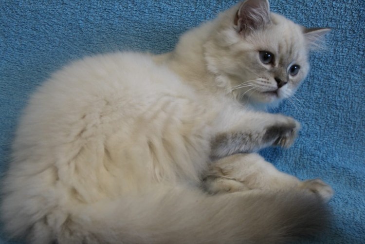 Тайская гладкошерстная кошка