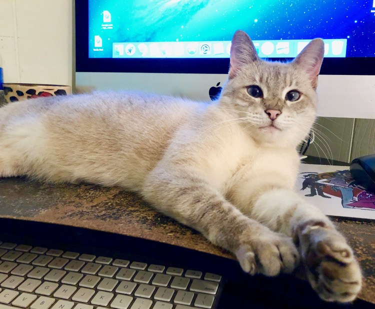 Сиамская американская кошка