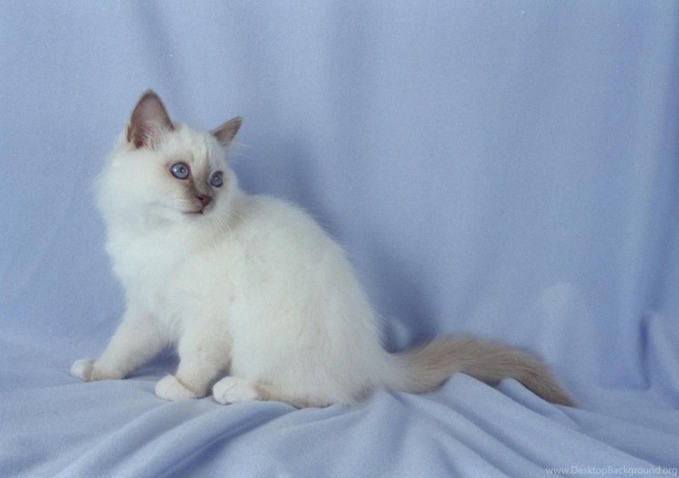 Балинезийская овчарка