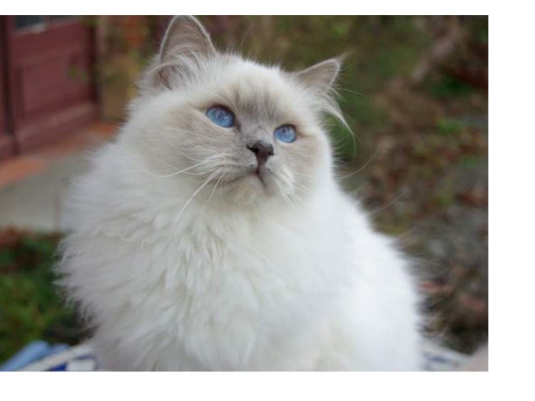 Британец колор Пойнт