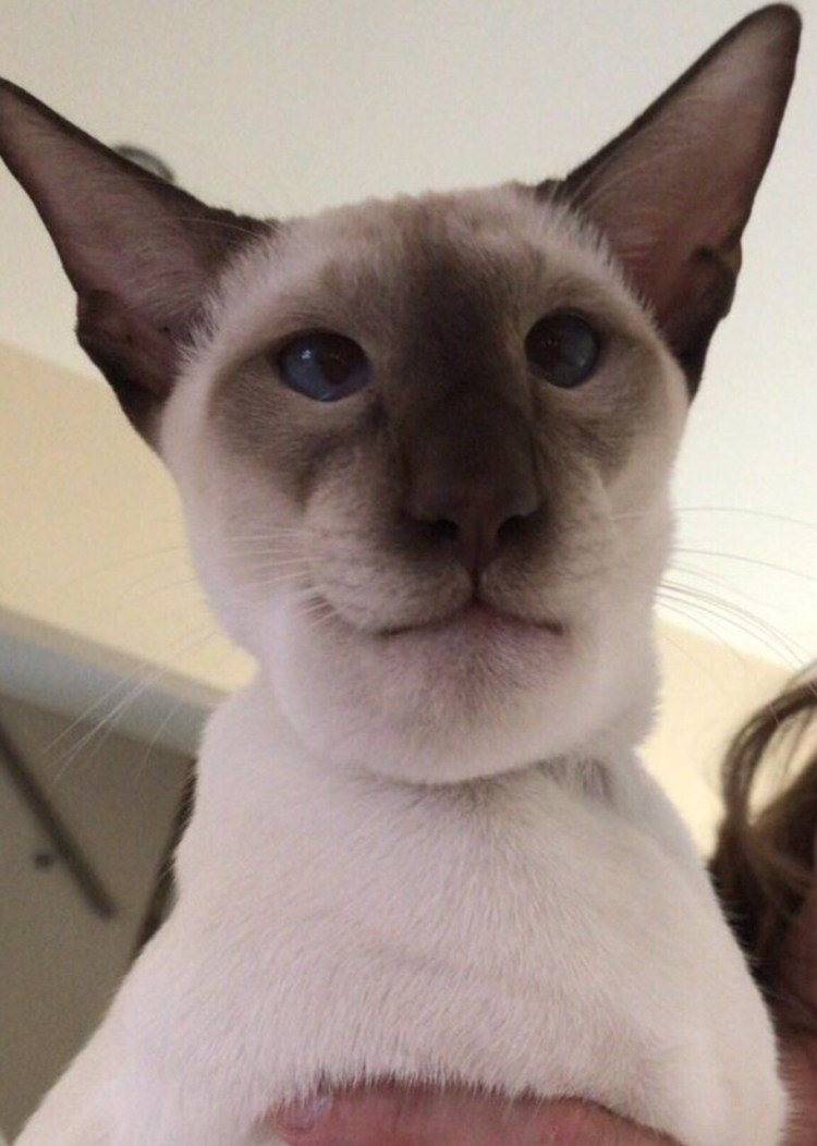 Сарадип САТРА