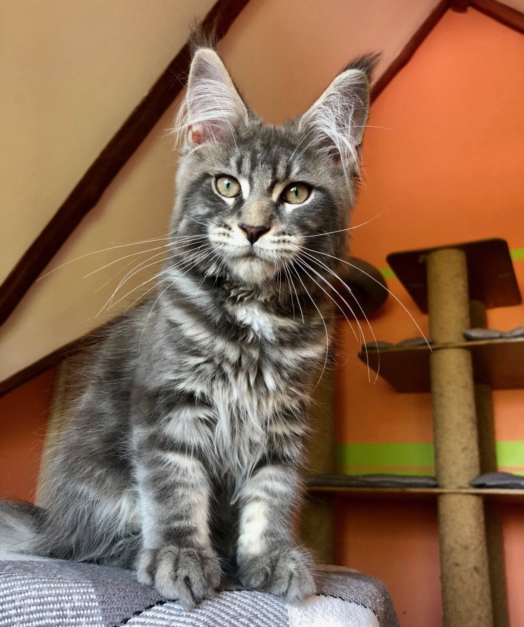 Гладкошерстные котята Мейн куна