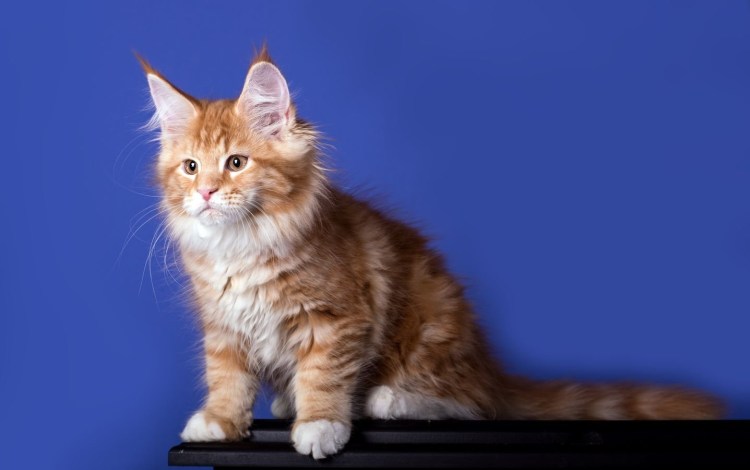 Мейн кун котенок гладкошерстный
