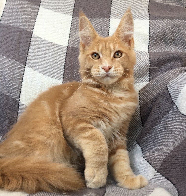 Гладкошерстный мейкун