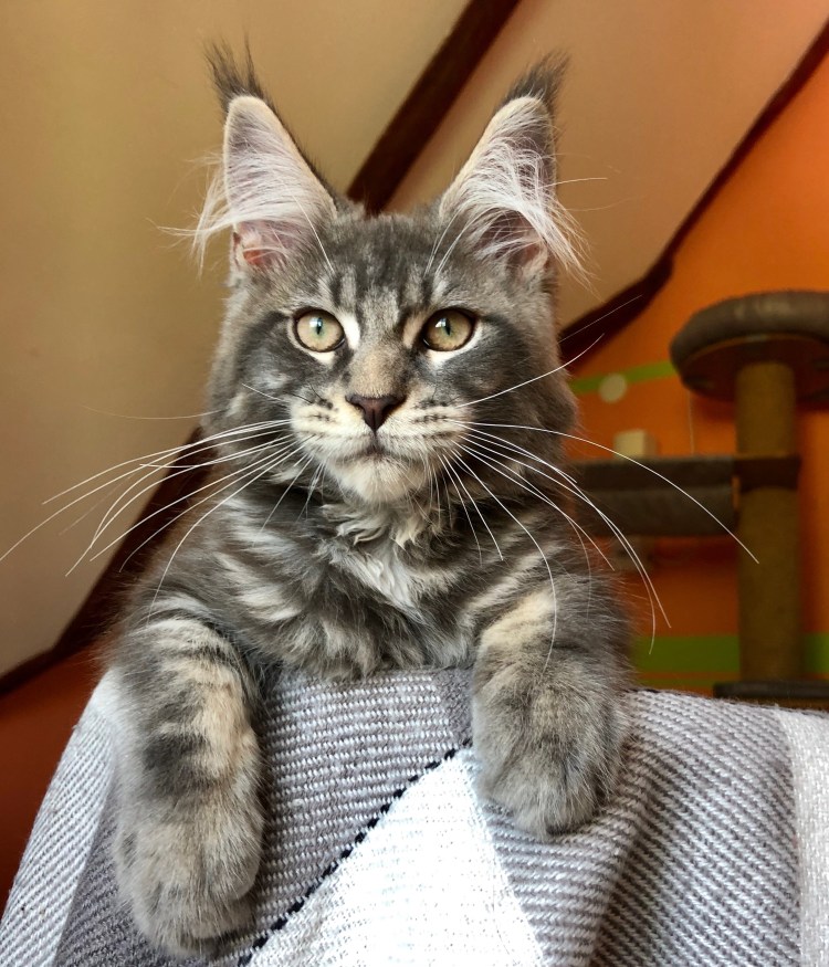 Мейн кун черный гладкошерстный