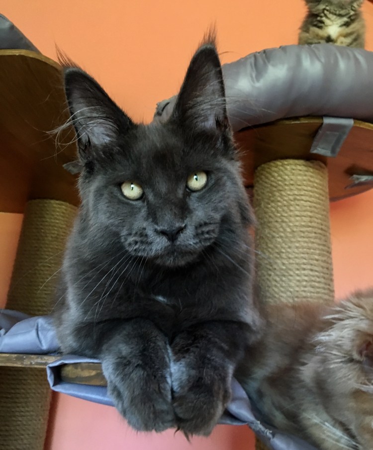 Короткошерстный мейкун