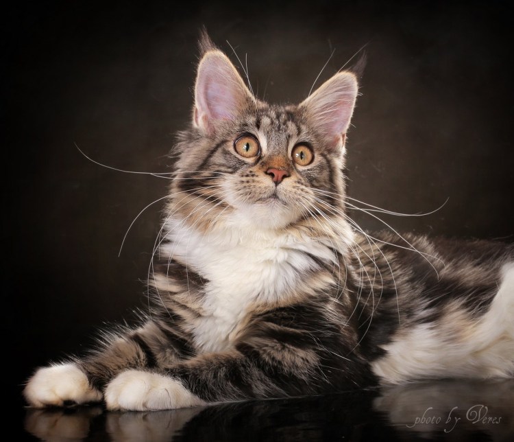 Гладкошерстные Мейн куны