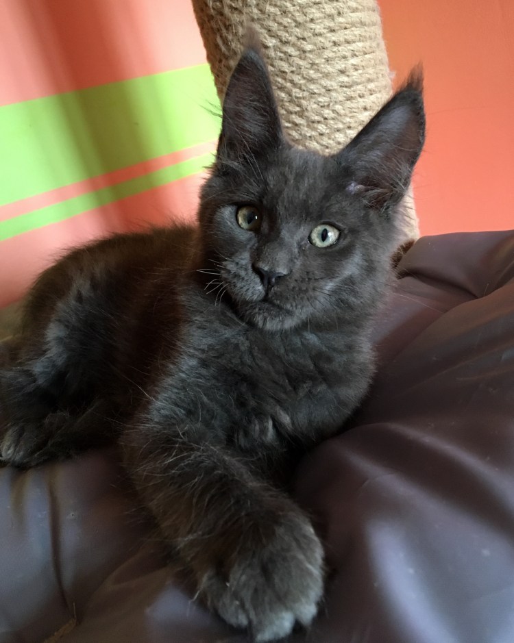 Мейн кун рыжий гладкошерстный