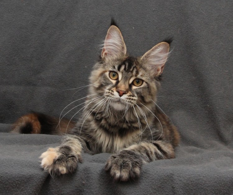 Мейн кун голубой биколор