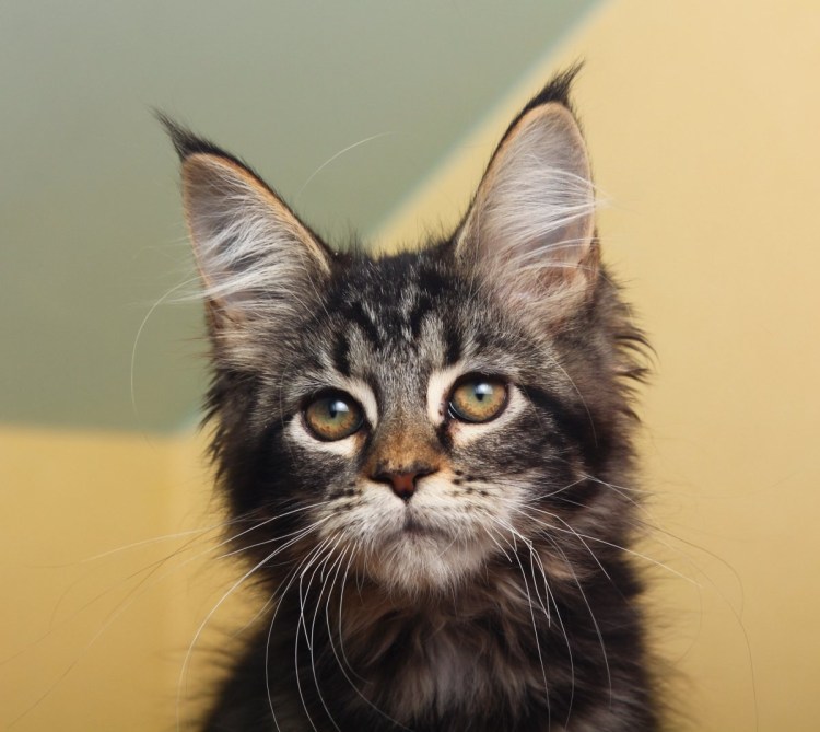 Мейн кун короткошерстный