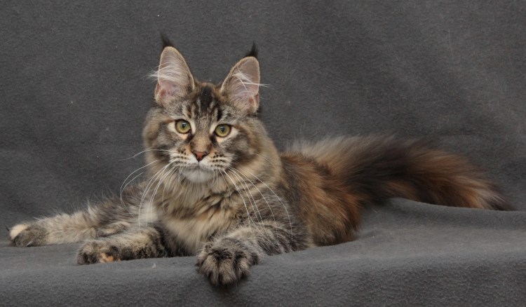 Метис Мейн кун гладкошерстный