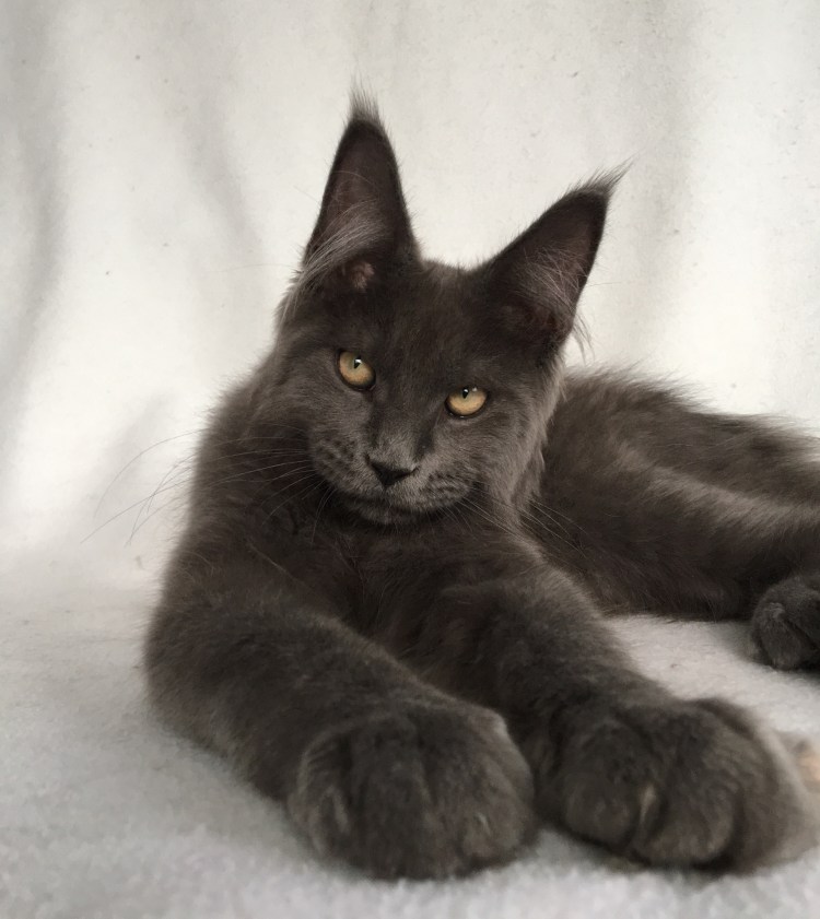 Гладкошерстный мейкун